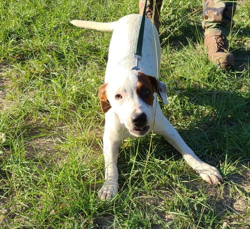 Photo of Garnet, adoptable Labrador Retriever in Sheridan, Texas