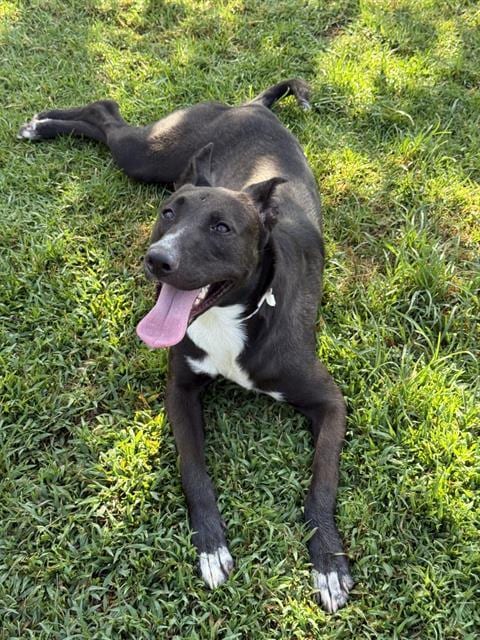 Photo of Ryan, adoptable Border Collie in Riverside, California
