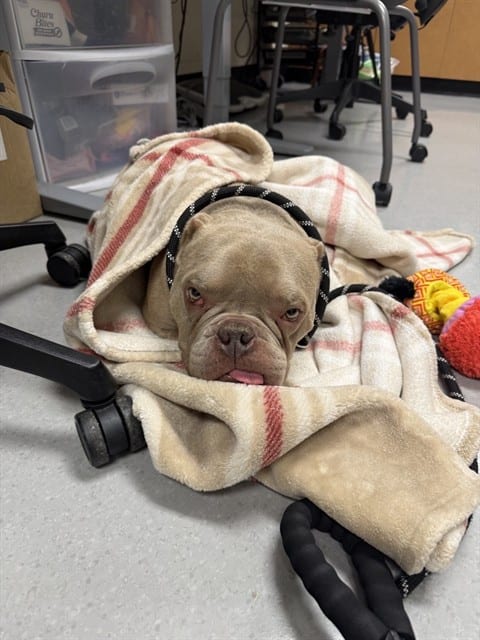 Photo of Casper, adoptable French Bulldog mix in San José, California