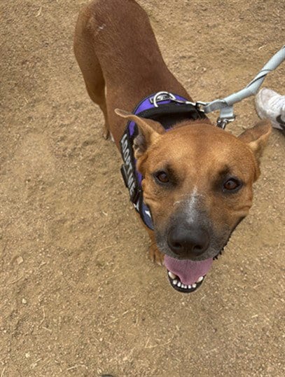 Photo of Tanner, adoptable Black Mouth Cur in Corpus Christi, Texas