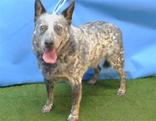 Photo of Panda, adoptable Australian Cattle Dog/Blue Heeler in Gardena, California