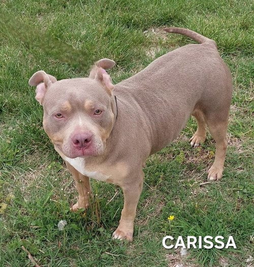 Photo of Carissa, adoptable American Bulldog in Evansville, Indiana