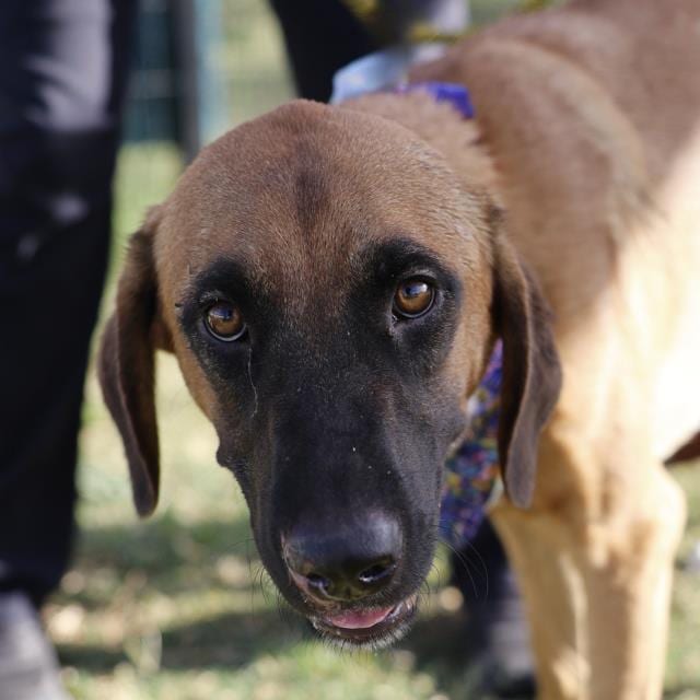 Photo of Ted, adoptable dog in San Antonio, Texas