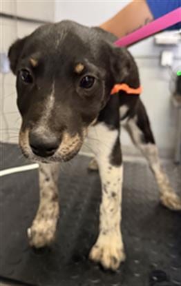 Photo of A888923, adoptable Australian Cattle Dog/Blue Heeler in Camarillo, California