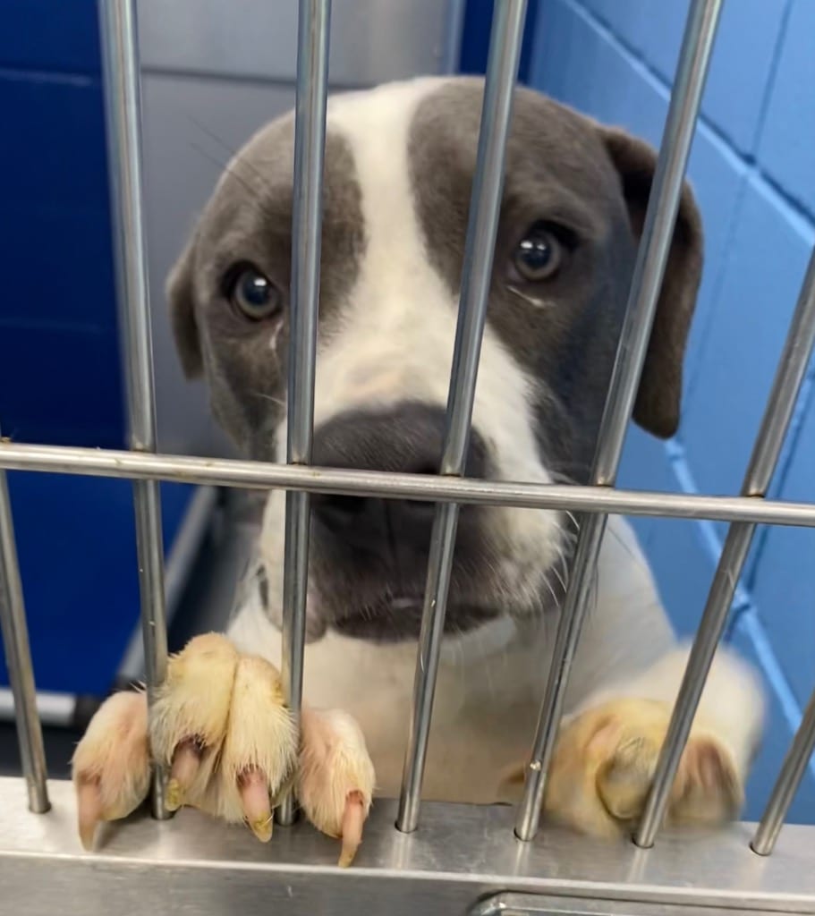 Photo of Sparrow, adoptable Terrier in Hartsville, South Carolina