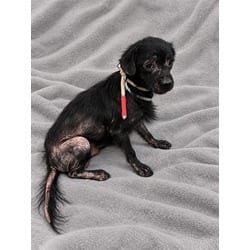Photo of Reign, adoptable Terrier (Unknown Type, Medium) in Lancaster, California