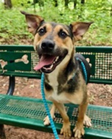 Photo of Gary, adoptable German Shepherd Dog in Clyde, North Carolina