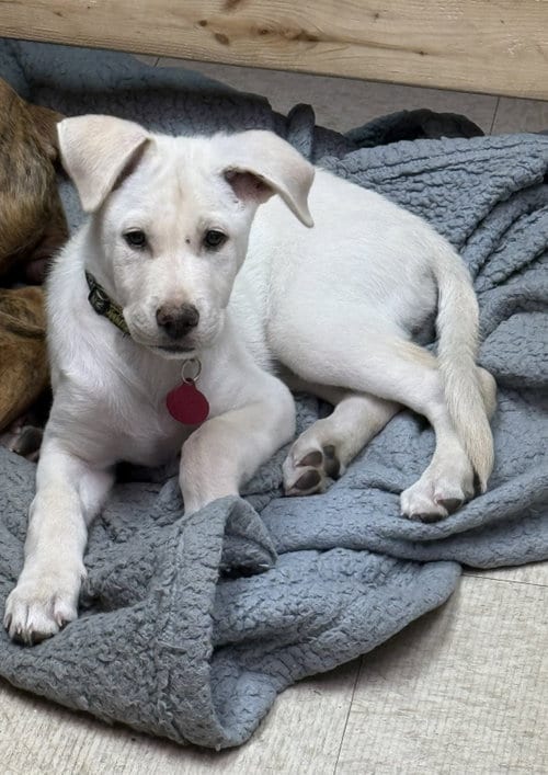 Photo of Paddington, adoptable Labrador Retriever in Genesee, Wisconsin