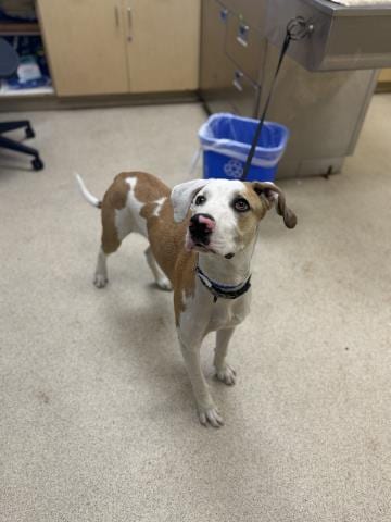 Photo of Pickle, adoptable Labrador Retriever in Riverside, California