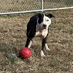 Photo of Bagel, adoptable American Bulldog in Liberty, South Carolina
