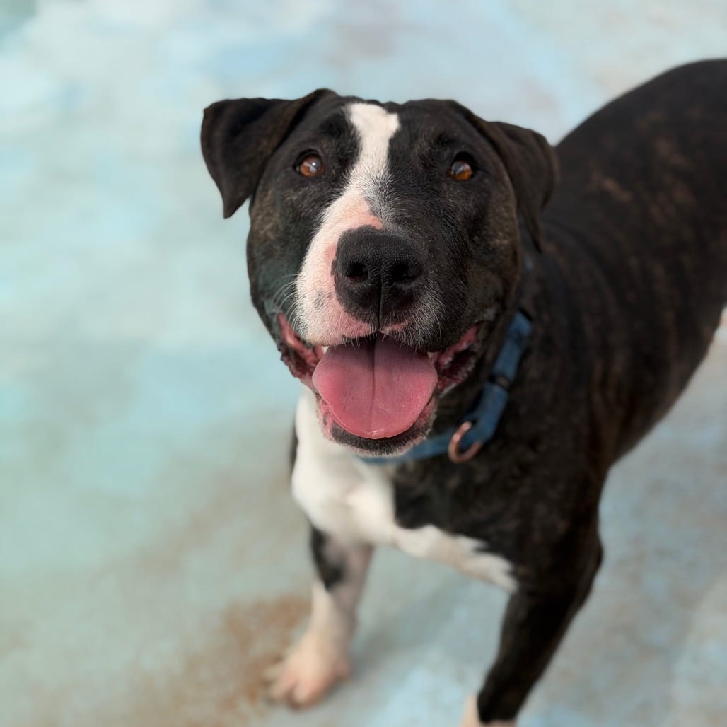 Photo of Eowyn, adoptable Terrier, Bull in Kanab, Utah