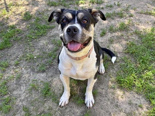 Photo of Sweetie, adoptable Pit Bull Terrier in Ojai, California