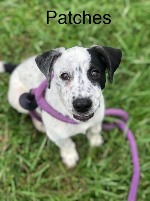 Photo of Patches, adoptable Beagle in Elkins, West Virginia