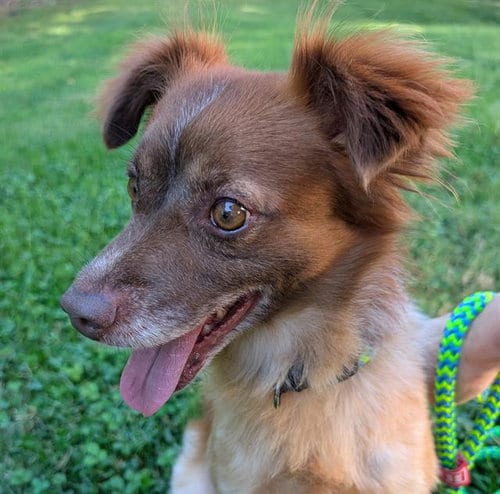 Photo of Jim, adoptable Australian Shepherd in Haw River, North Carolina