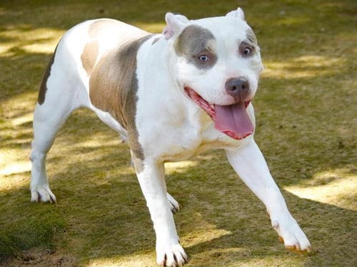Photo of Sky, adoptable American Staffordshire Terrier in Tallahassee, Florida