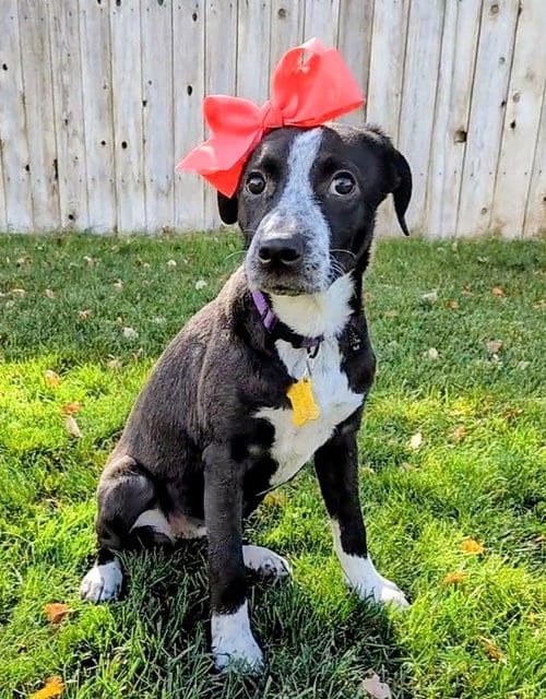 Photo of Aubrie, adoptable Australian Shepherd in Sandy, Utah