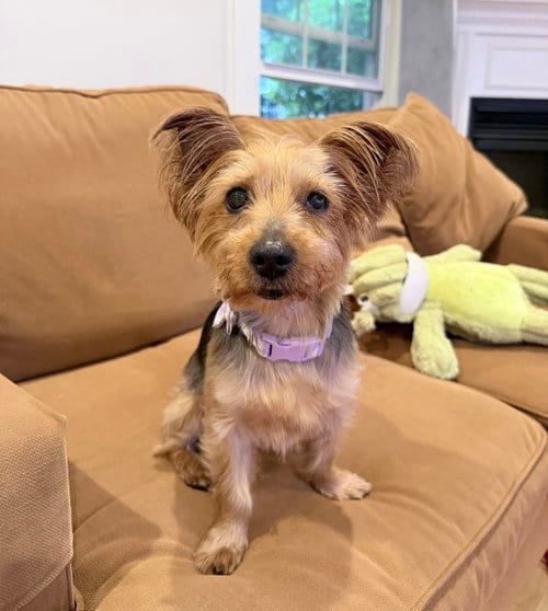 Photo of A Francesca, adoptable Yorkshire Terrier Yorkie in Allentown,, Pennsylvania