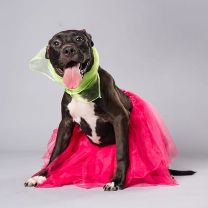 Photo of Dominoes Lava Cake, adoptable dog in Atlanta, Georgia