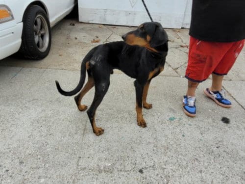 Photo of Dobie, adoptable Doberman Pinscher in San Pedro, California