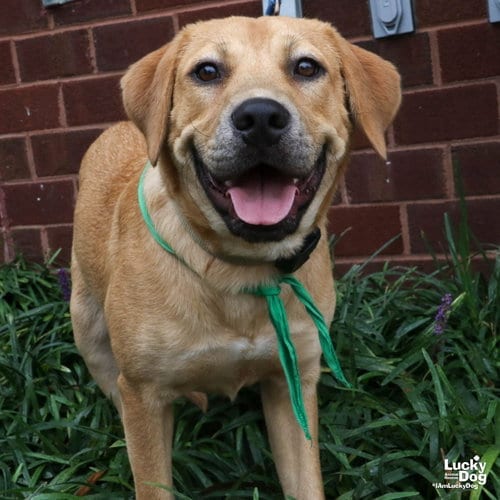 Photo of Tex, adoptable Labrador Retriever in Washington, District of Columbia