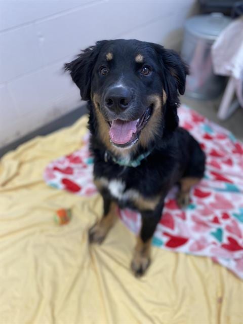 Photo of Dexter, adoptable Bernese Mountain Dog in Fort Wayne, Indiana
