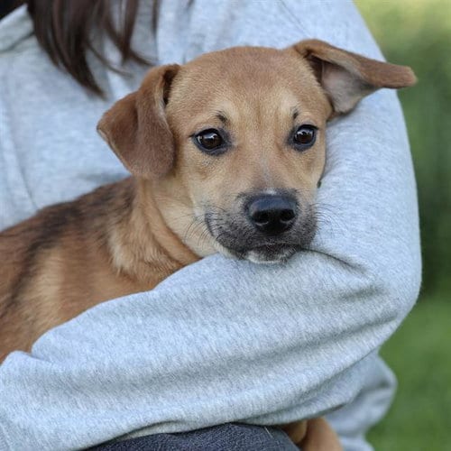Photo of Cade, adoptable Labrador Retriever in Modesto, California