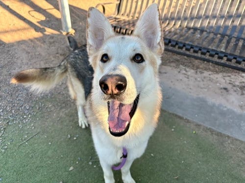 Photo of Bouncer, adoptable German Shepherd Dog in Phoenix, Arizona