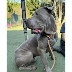 Photo of Tank, adoptable Cane Corso in Chatsworth, California