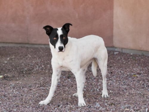 Photo of Magpie, adoptable Queensland Heeler in Santa Fe, New Mexico