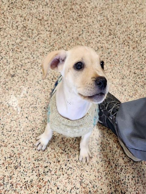 Photo of Rosie, adoptable Labrador Retriever in Springfield, Massachusetts