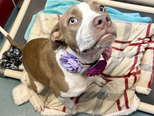 Photo of Annie, adoptable Staffordshire Bull Terrier in Houston, Texas