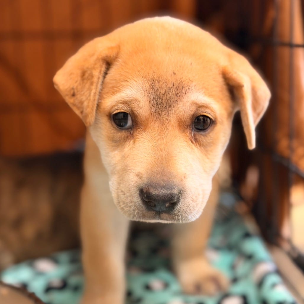 Photo of Molly, adoptable Terrier, American Staffordshire in San Antonio, Texas