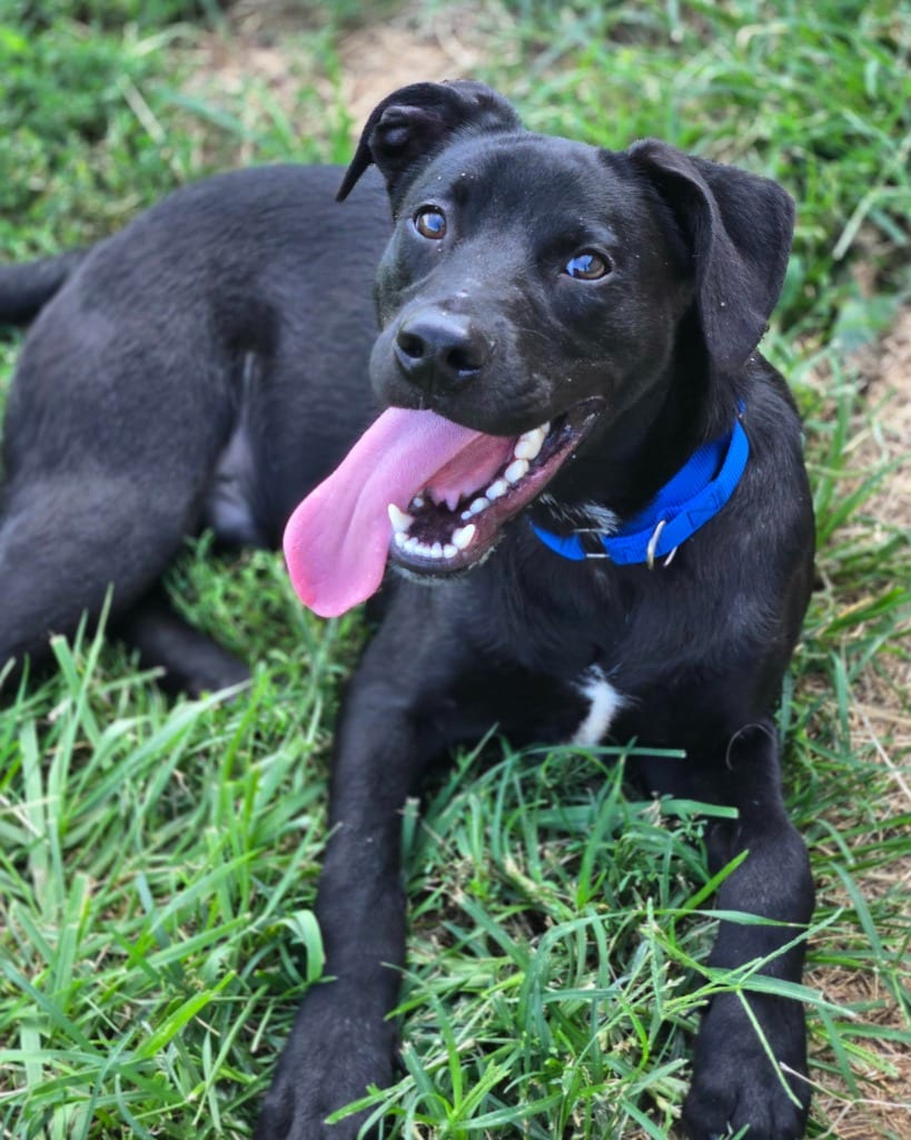 Photo of Bolt - Blue Collar, adoptable Mixed Breed in Moberly, Missouri
