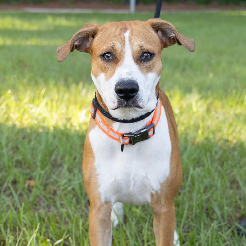 Photo of Poppy, adoptable Mixed Breed (Medium) in Gainesville, Florida