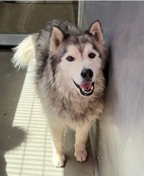 Photo of Hunter, adoptable Siberian Husky in San Bernardino, California