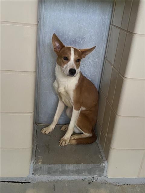 Photo of Koda, adoptable Basenji in Derwood, Maryland