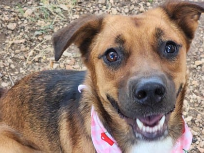 Photo of Peach, adoptable dog in Georgetown, Texas