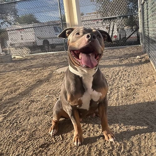 Photo of Maya, adoptable American Staffordshire Terrier in Thousand Palms, California