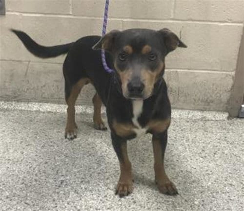 Photo of Blake, adoptable Labrador Retriever in Conroe, Texas