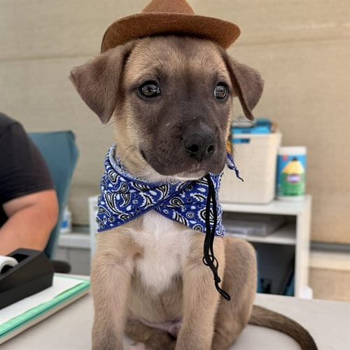 Photo of Donny, adoptable German Shepherd Dog in Long Beach, California