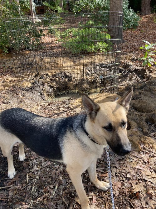 Photo of Harley (Planet mama), adoptable German Shepherd Dog in Holly Springs, North Carolina