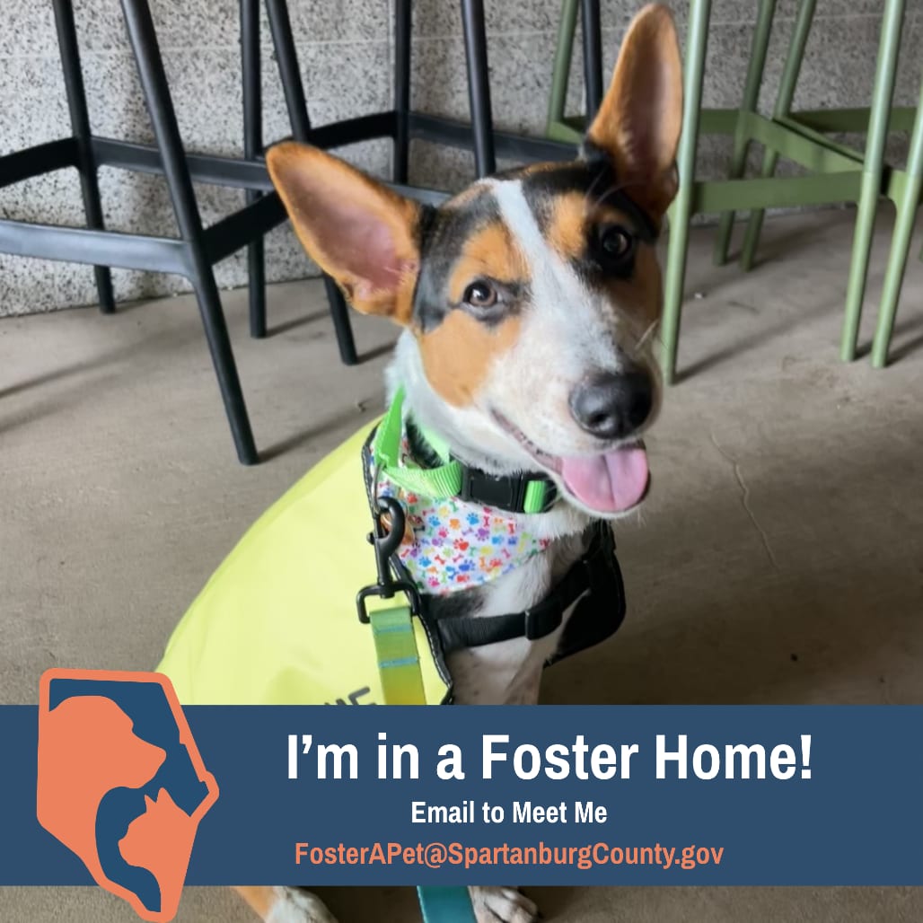 Photo of Pudge, adoptable Cattle Dog in Spartanburg, South Carolina