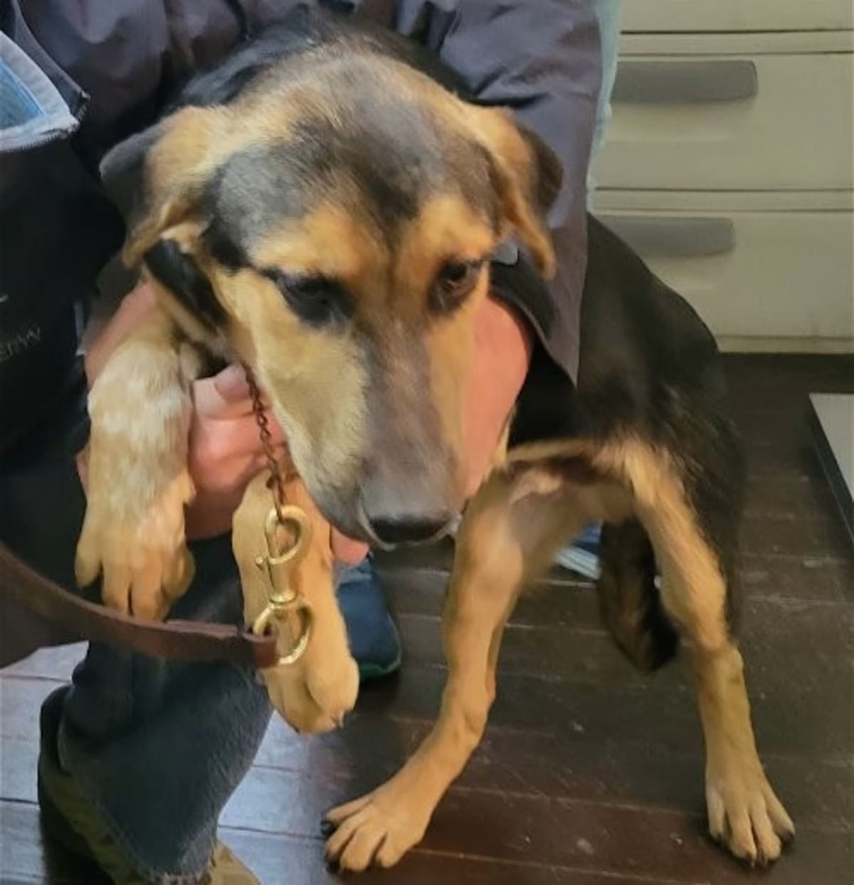 Photo of Harry Brown, adoptable German Shepherd Dog/Labrador Retriever in Staunton, Virginia