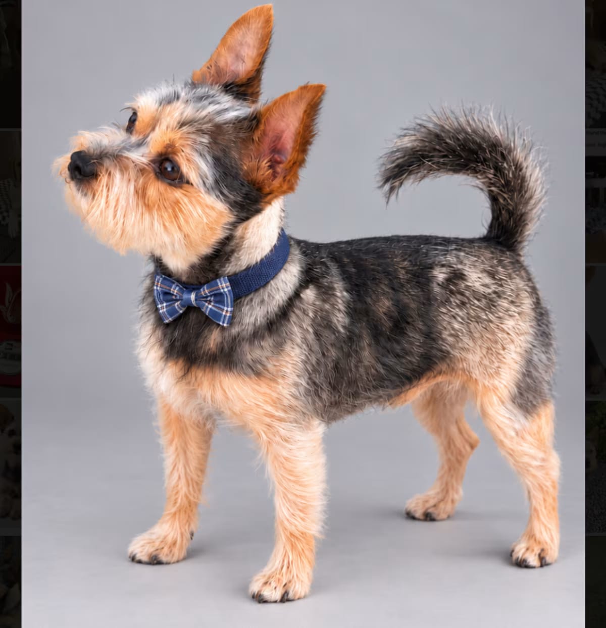 Photo of Douglas, adoptable Yorkie, Yorkshire Terrier in Phoenix, Arizona