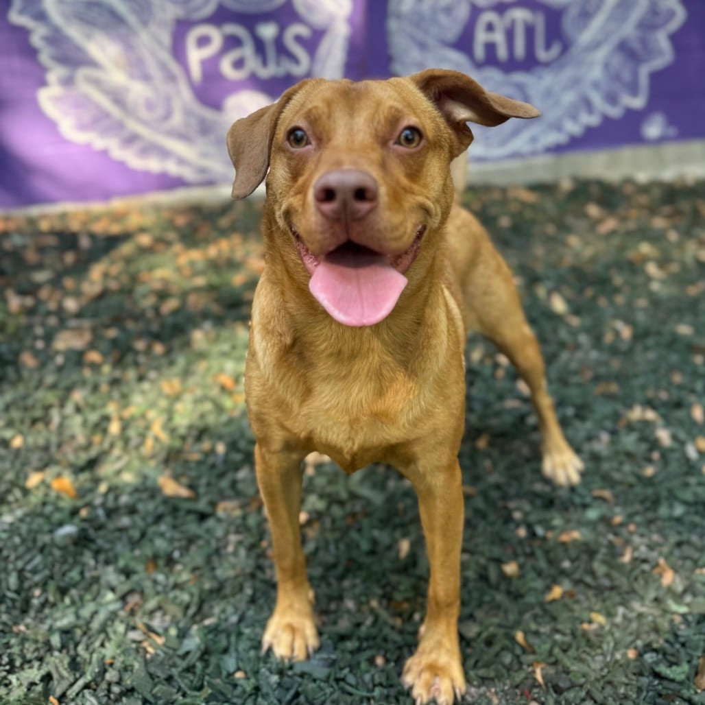 Photo of Hazy, adoptable Mixed Breed (Medium) in Decatur, Georgia