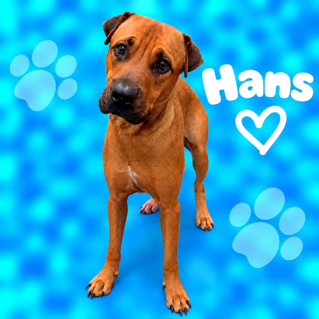 Photo of Hans, adoptable dog