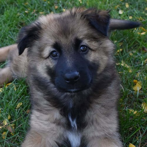 Photo of Shenandoah, adoptable Shepherd in Normal, Illinois
