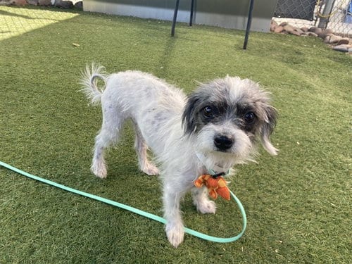 Photo of Kit Kat, adoptable Cairn Terrier in Phoenix, Arizona