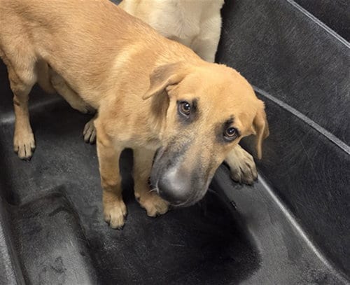 Photo of Buttercup, adoptable German Shepherd Dog in Phoenix, Arizona