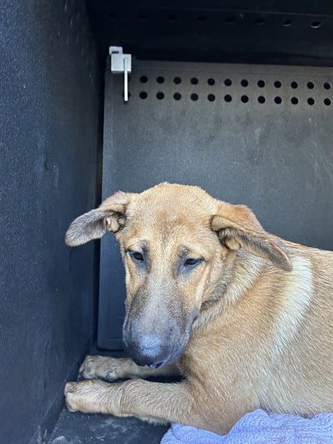 Photo of Senior German Shepherd Dog, adoptable German Shepherd Dog in San José, California